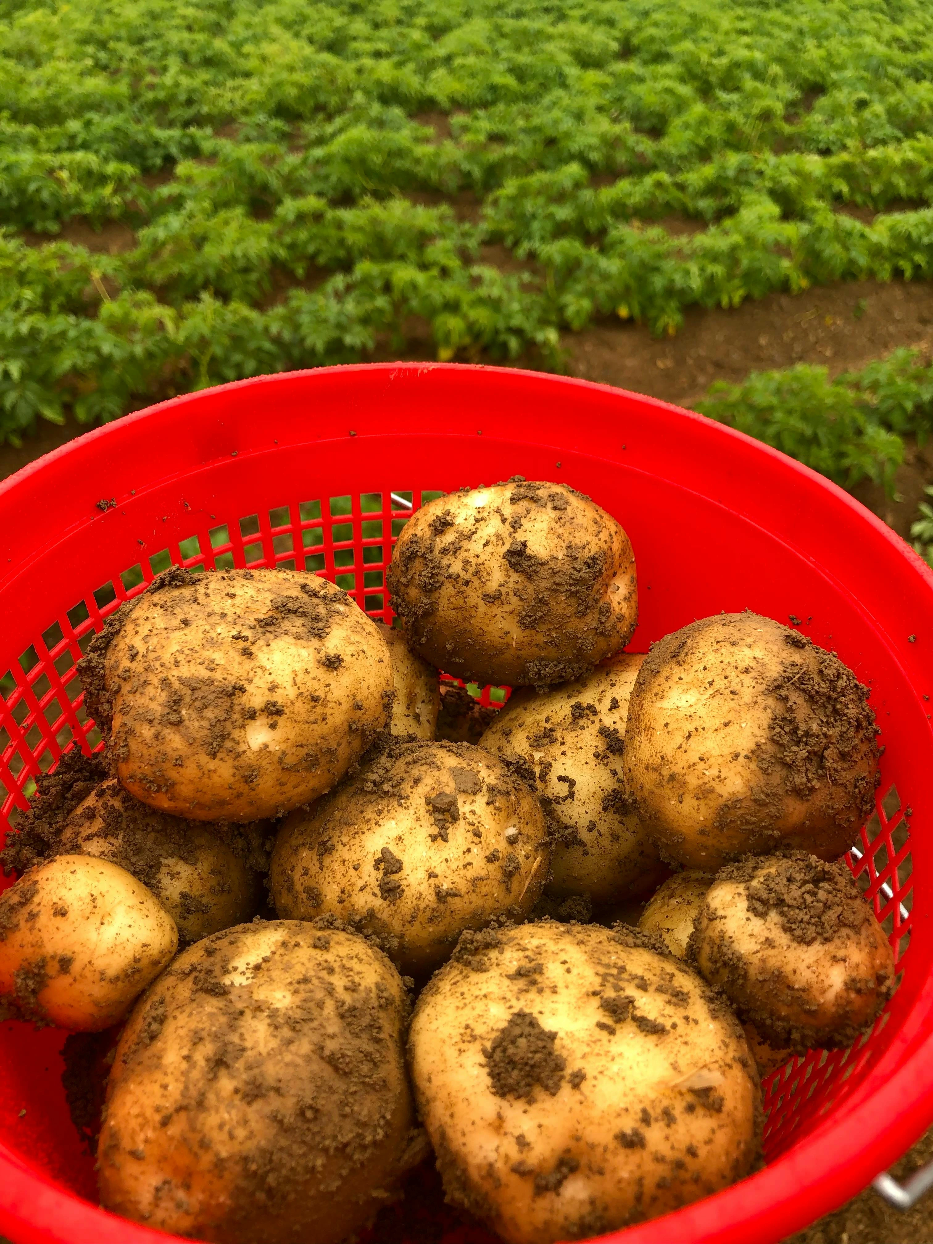 Trabajo agrícola