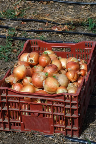 Trabajo agrícola